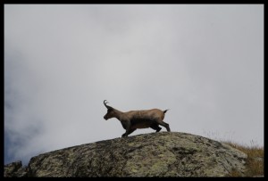 Chamois Bouquetins